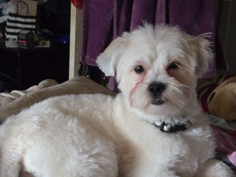 Shiranian 2 years 6 months old female small named Maisie for breeding in Toronto, Ontario | Petmeetly