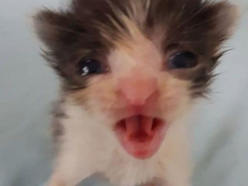 Abyssinian 2 years 10 months old female named Lele for breeding in Marquette County, Michigan | Petmeetly