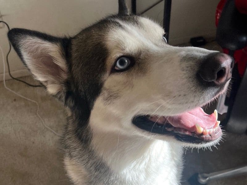 Siberian Husky 3 years 8 months old male large named Deuce for sale in Washtenaw County, Michigan | Petmeetly