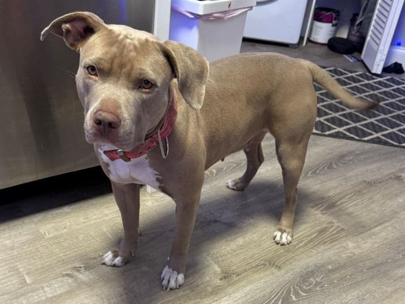 American PitBull Terrier 3 years 1 month old female large named Stormy for breeding in Broward County, Florida | Petmeetly