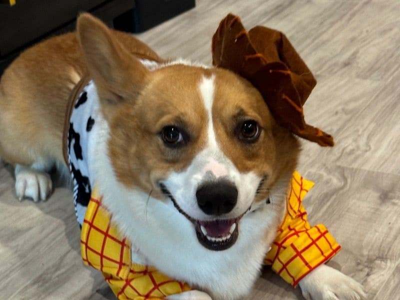 Corgi 3 years 1 month old male medium named Starfox for breeding in Dallas County, Texas | Petmeetly