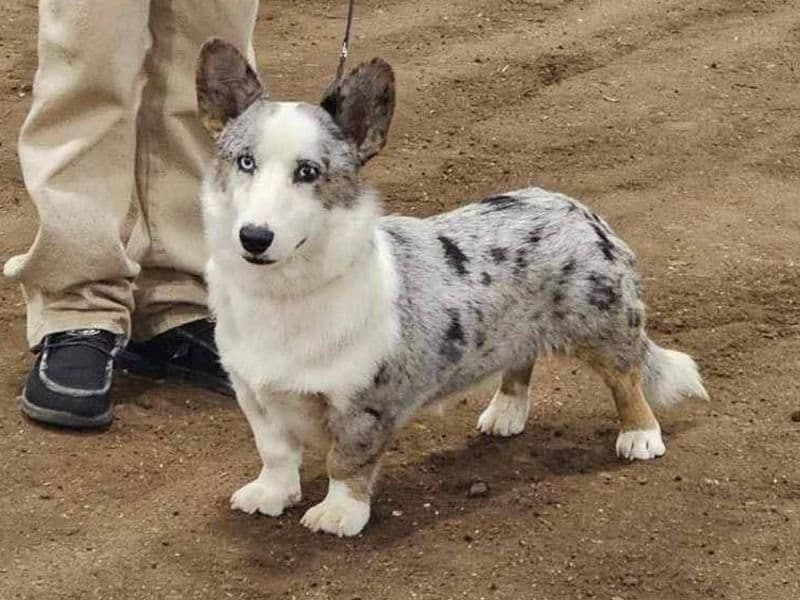 Cardigan Welsh Corgi 3 years old male medium named Ganon for breeding in Snohomish County, Washington | Petmeetly