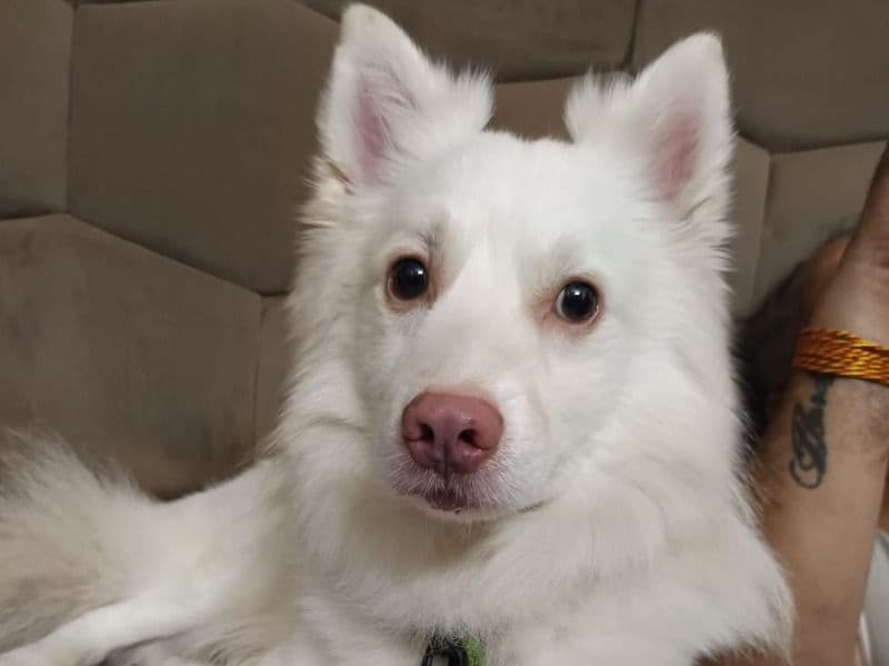 German Spitz 4 years 1 month old male medium named Jacky for breeding in Delhi Division, Delhi | Petmeetly