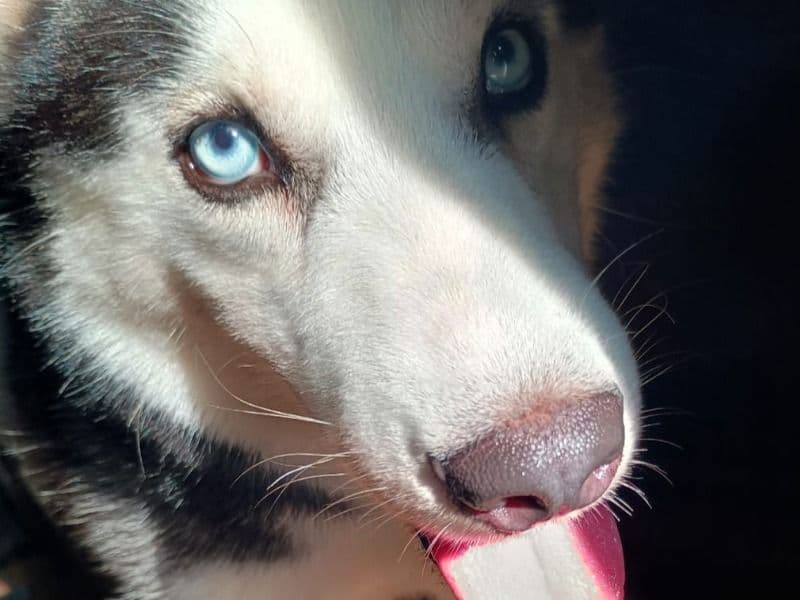 Alaskan Husky 1 year old male medium named Scotch for breeding in Jabalpur Division, Madhya Pradesh | Petmeetly