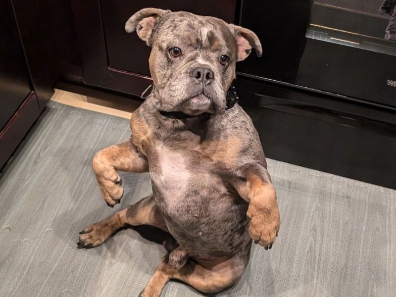 White English Bulldog 2 years 6 months old male medium named Debo for breeding in Seminole County, Florida | Petmeetly