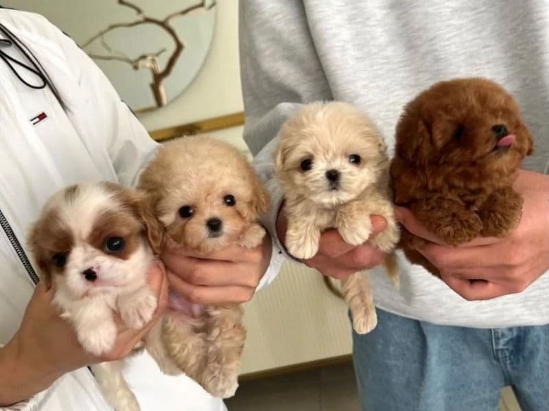 Maltipoo 5 months old female small named Mocha for sale in Los Angeles County, California | Petmeetly