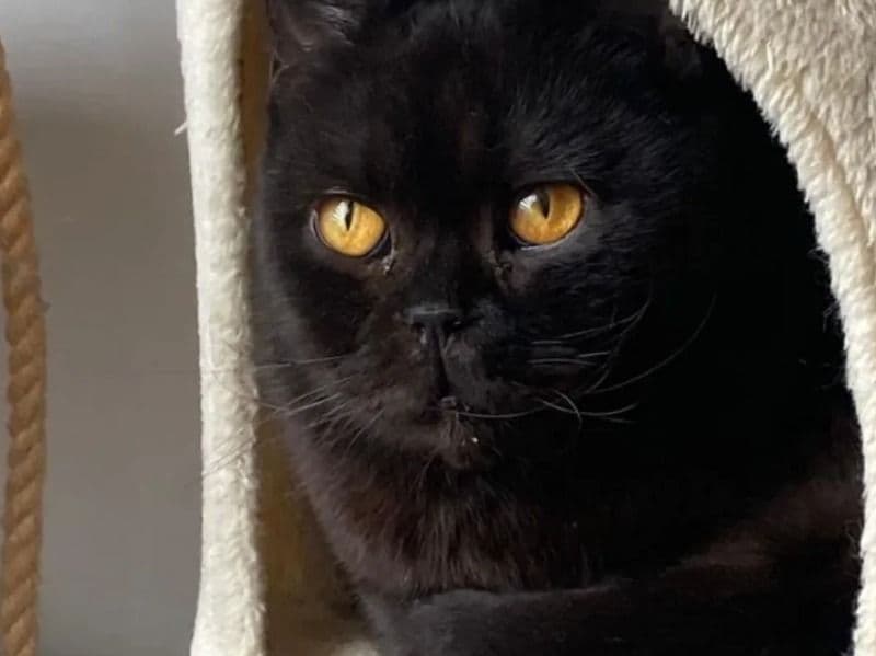 British Shorthair 3 years 1 month old male named Shelby for breeding in Loudoun County, Virginia | Petmeetly