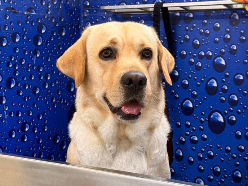 English Labrador Retriever 4 years old male large named Charlie for breeding in Hyderabad, Telangana | Petmeetly