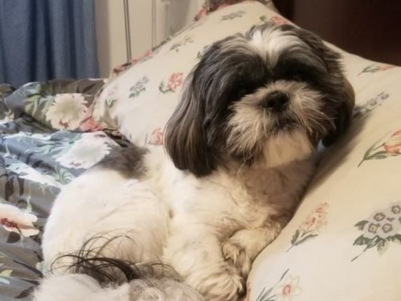 Shih Tzu 4 years 6 months old male medium named Ben for breeding in Toronto, Ontario | Petmeetly