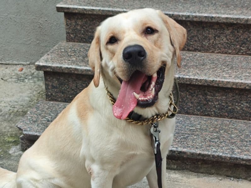 English Labrador Retriever 1 year 6 months old male large named Gypsy for breeding in Bangalore Division, Karnataka | Petmeetly