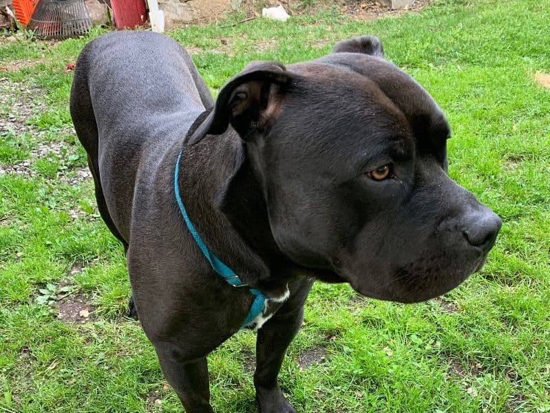 Staffordshire Bull Terrier 6 years 4 months old male medium named Kerchak for breeding in Portage County, Ohio | Petmeetly