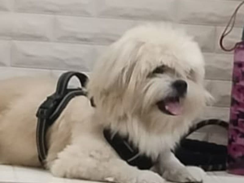 Lhasa Apso 9 years 4 months old male small named Harry for breeding in Konkan Division, Maharashtra | Petmeetly