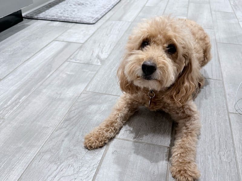 Miniature Poodle 7 years 4 months old male medium named Scooby for breeding in Volusia County, Florida | Petmeetly