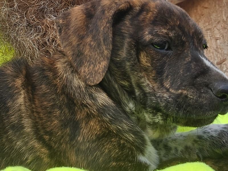 Labrabull 2 months old male small named Unnamed for adoption in Cleburne County, Alabama | Petmeetly