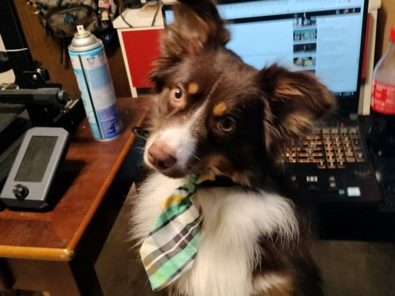 Miniature American Shepherd 3 years 7 months old male medium named Comet for breeding in St. Mary's County, Maryland | Petmeetly