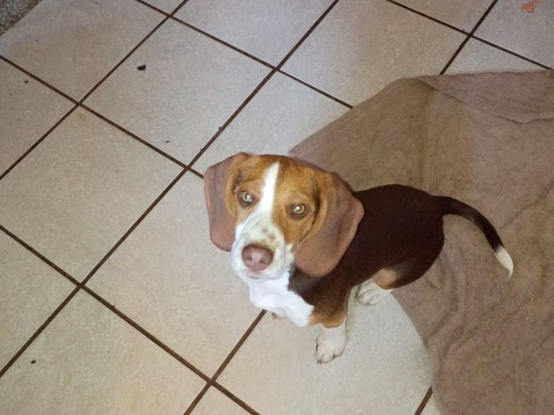 Rubble - Beagle | Petmeetly