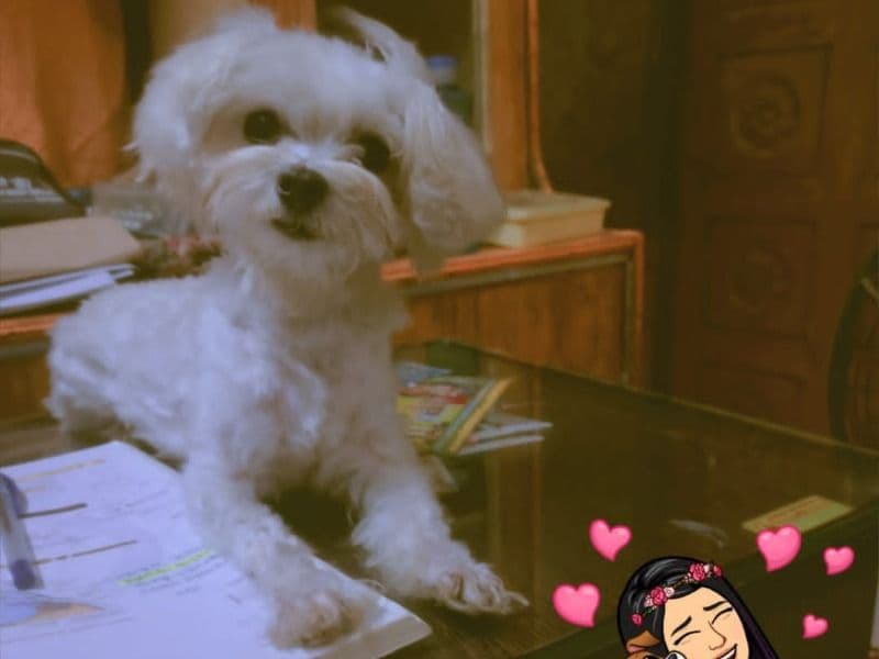 Maltese 5 years 7 months old female small named Heidi. for breeding | Petmeetly