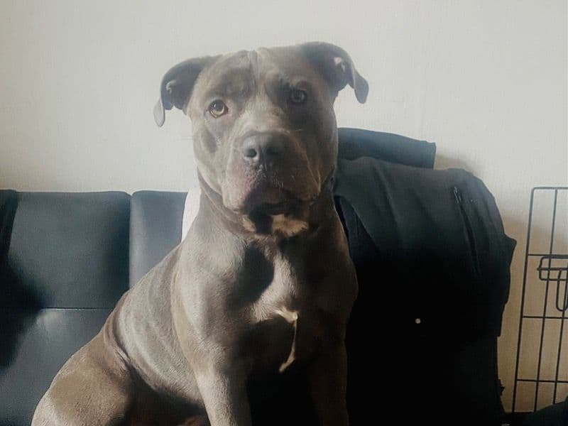 American PitBull Terrier 1 year 9 months old male medium named Smoke for breeding in Philadelphia County, Pennsylvania | Petmeetly