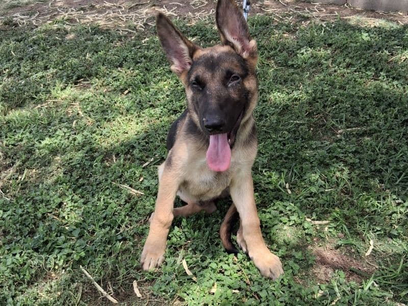 German Shepherd - German Shepherd | Petmeetly