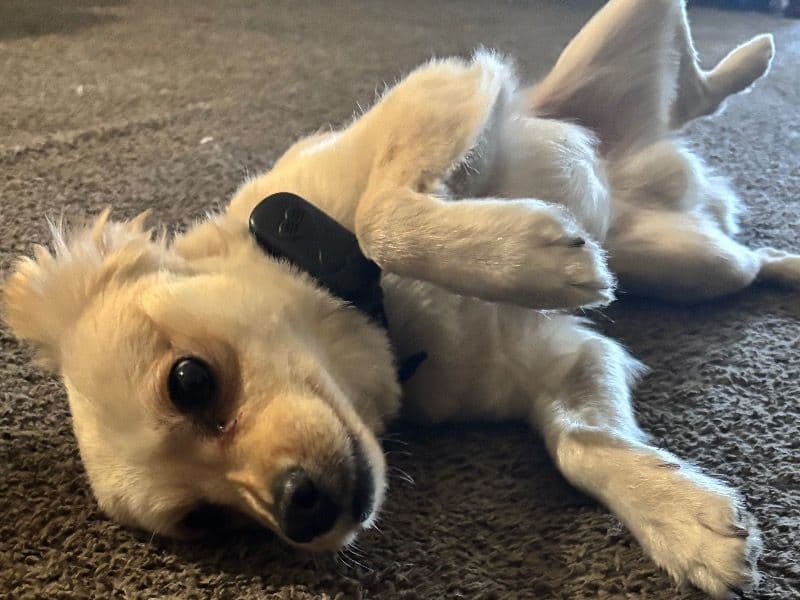 Pomchi 1 year 6 months old male small named Ace for adoption in Duval County, Florida | Petmeetly