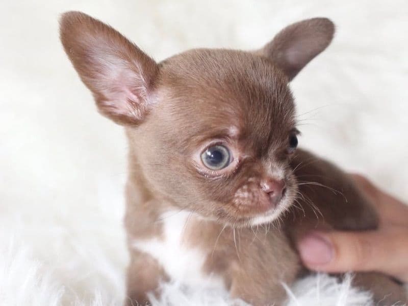 Yul - Chihuahua | Petmeetly