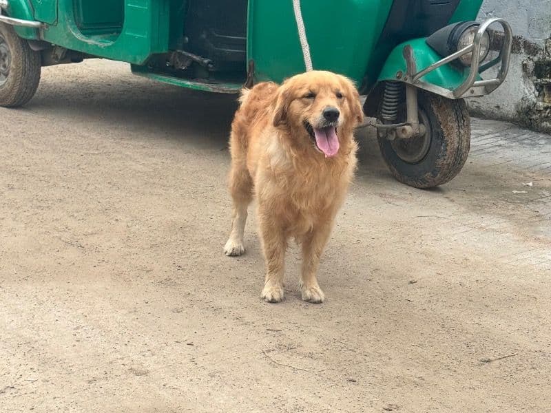 Golden Retriever 3 years 7 months old male medium named Stive for breeding in Ahmedabad, Gujarat | Petmeetly