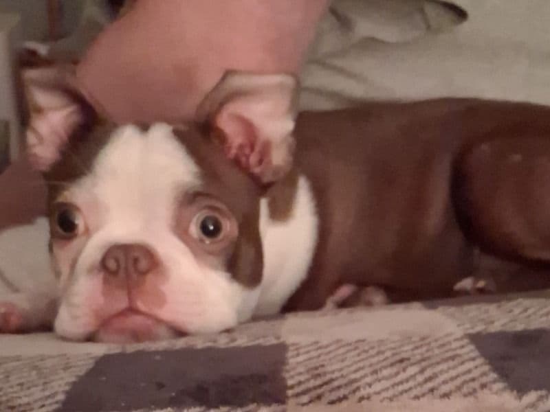 Boston Terrier 7 months old male small named Diesel for breeding in Gloucester County, New Jersey | Petmeetly