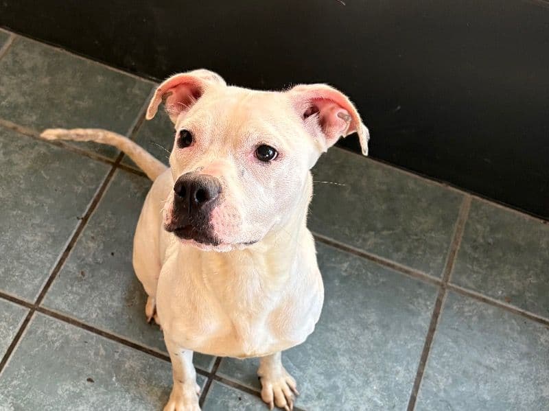 American PitBull Terrier 1 year old female medium named Birdie for sale in Pasco County, Florida | Petmeetly