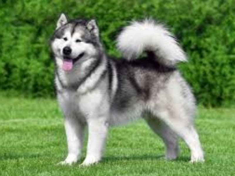 Alaskan Malamute 2 years 5 months old male medium named Bruno for breeding in King County, Washington | Petmeetly