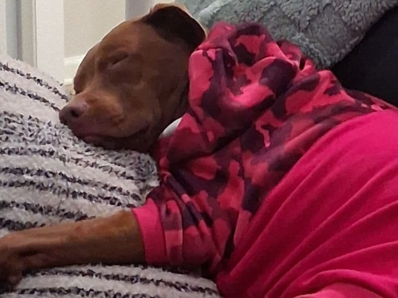 American Staffordshire Terrier 5 years old female medium named Poppy for breeding in Ingham County, Michigan | Petmeetly