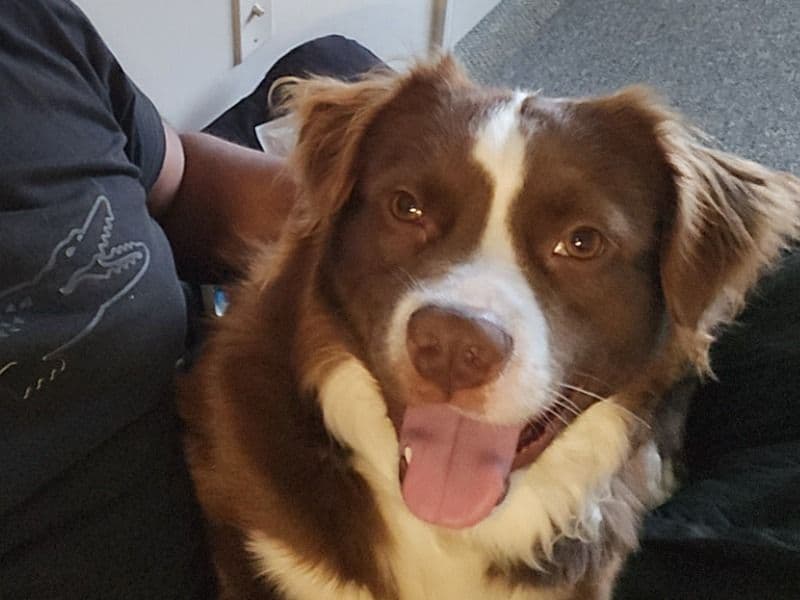 Australian Shepherd 1 year 9 months old male medium named Kyzer for breeding in Carroll County, Georgia | Petmeetly