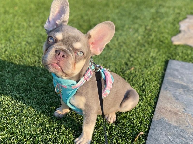 French Bulldog 8 months old female small named Grace for breeding in Riverside County, California | Petmeetly