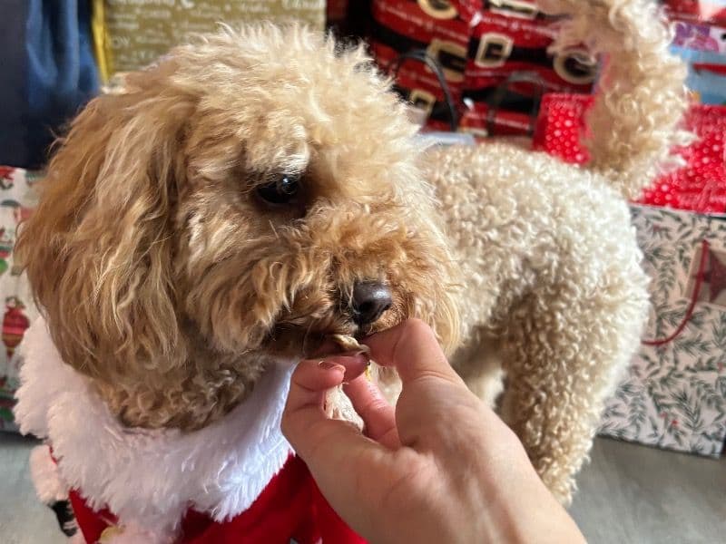 Cavoodle 3 years 9 months old female small named Snoopi for breeding in Cardinia Shire, Victoria | Petmeetly