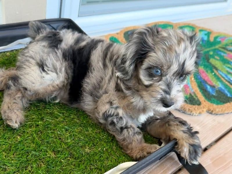 Cockapoo 2 months old male small named Loki for sale in Lake County, Florida | Petmeetly