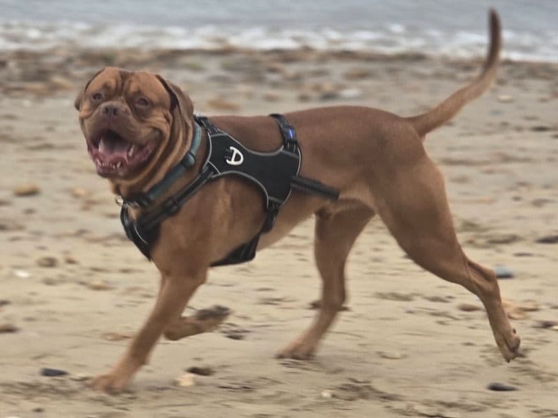 Dogue de Bordeaux 2 years 4 months old male large named Snoop for breeding in Isle of Wight, England | Petmeetly
