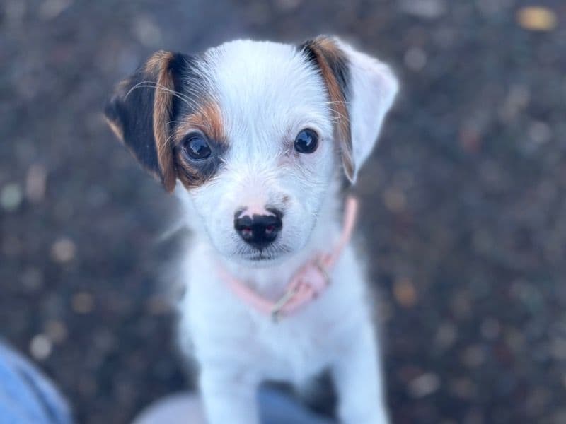 Yorkie Russell 1 year 1 month old female small named Mazie for breeding in Brunswick County, North Carolina | Petmeetly