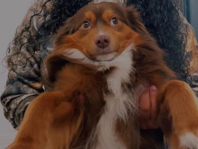 Miniature Australian Shepherd 4 years 6 months old male medium named Timber for breeding in Martin County, Florida | Petmeetly