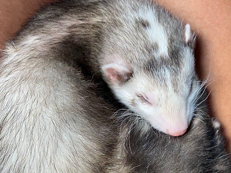 Kenji - Ferret | Petmeetly