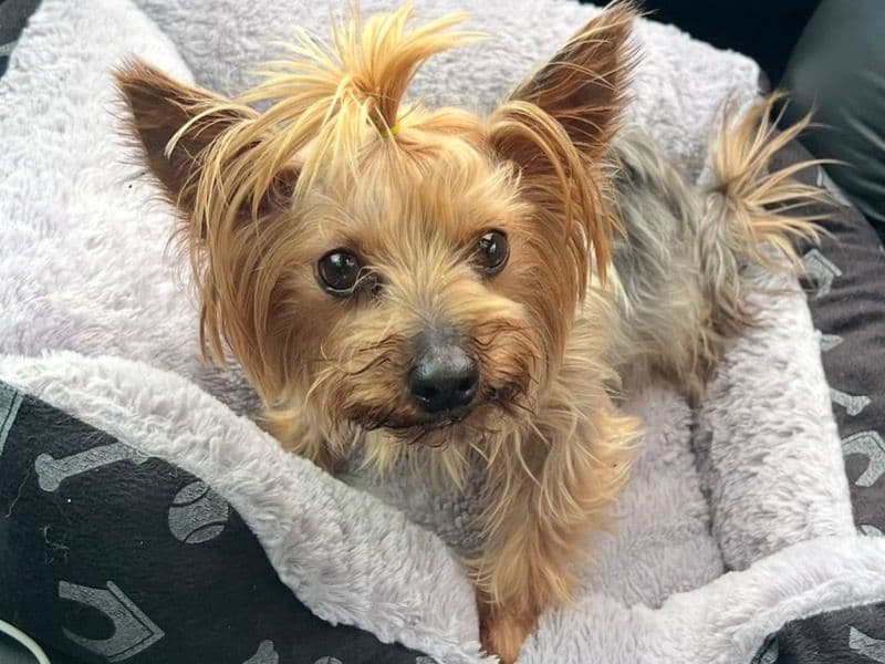Teacup Yorkshire Terrier 7 years 4 months old female small named Hershey for breeding in Hampden County, Massachusetts | Petmeetly
