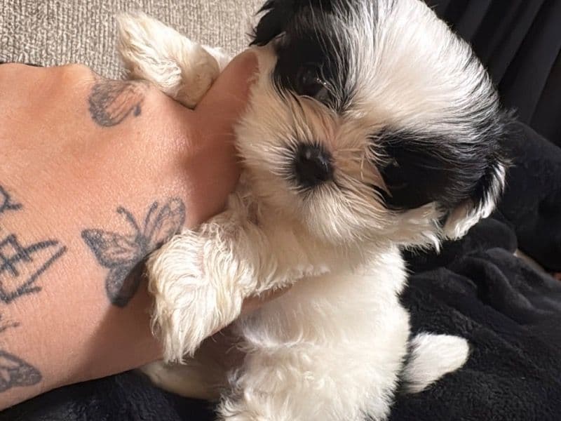 Shih Tzu 9 months old female small named Isabella for breeding in Adams County, Colorado | Petmeetly