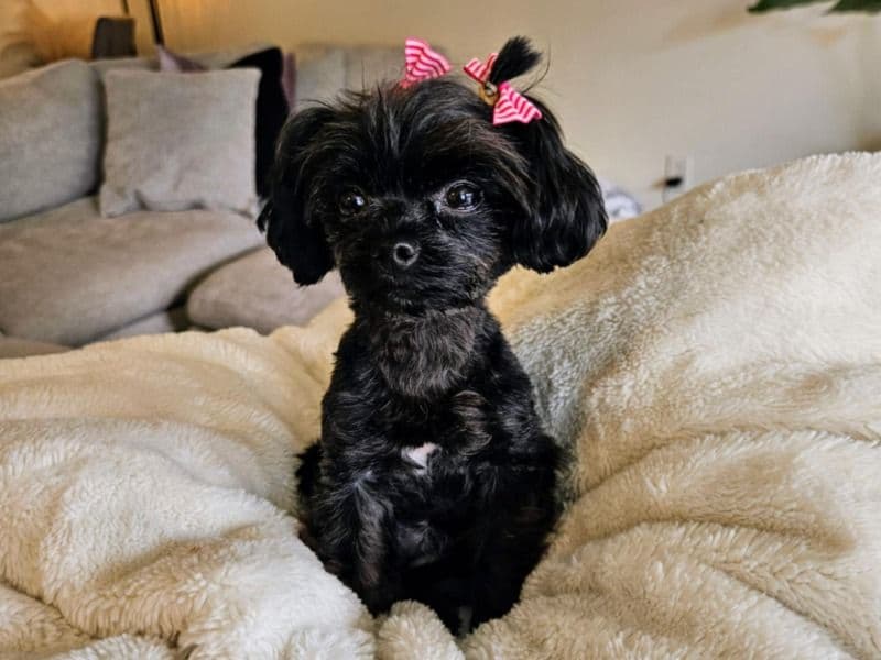 Yorkipoo 4 years 6 months old female small named Bella for breeding in Ada County, Idaho | Petmeetly