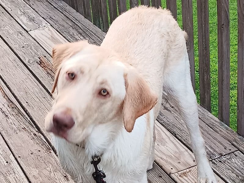 Labrador Retriever 2 years old male large named Loki for breeding in Honey Brook, Pennsylvania | Petmeetly