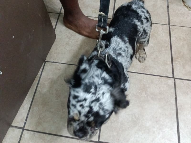 French Bulldog 3 years 4 months old female small named Diamond for breeding in Jackson County, Missouri | Petmeetly