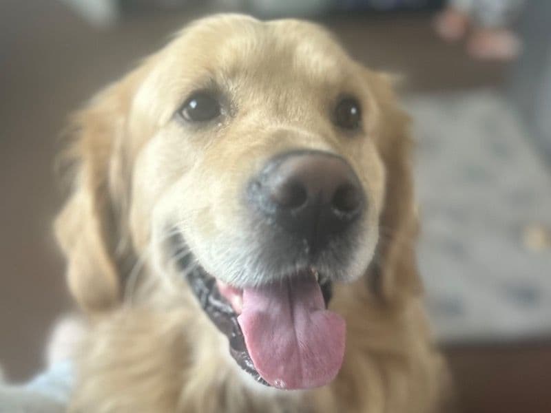 English Golden Retriever 4 years 4 months old male large named Marley for breeding in Lincolnshire, England | Petmeetly