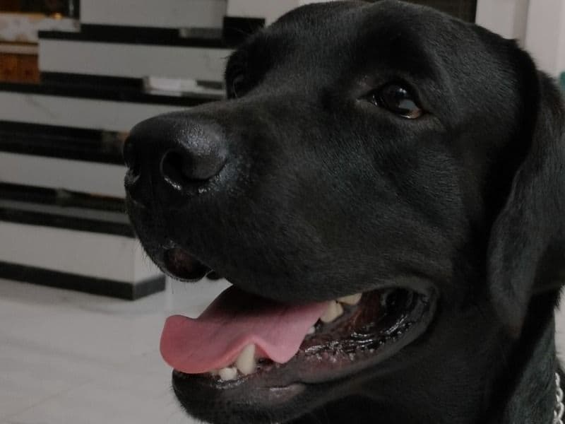 English Labrador Retriever 2 years 1 month old male medium named Simba for breeding in Nagpur Division, Maharashtra | Petmeetly