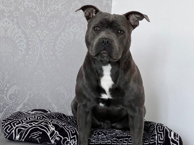 Staffordshire Bull Terrier 3 years 3 months old male medium named Benson for breeding in Portsmouth, England | Petmeetly