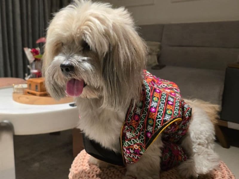 Lhasa Apso 5 years old male small named Ginger for breeding in Konkan Division, Maharashtra | Petmeetly