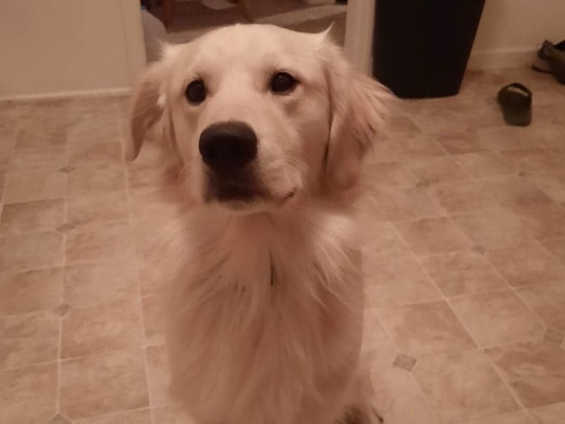 English Golden Retriever 5 years 1 month old male large named Klaus for breeding in Rittman, Ohio | Petmeetly
