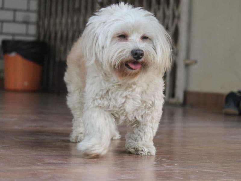Lhasa Apso 3 years 5 months old female medium named Lucy for breeding in Pune Division, Maharashtra | Petmeetly