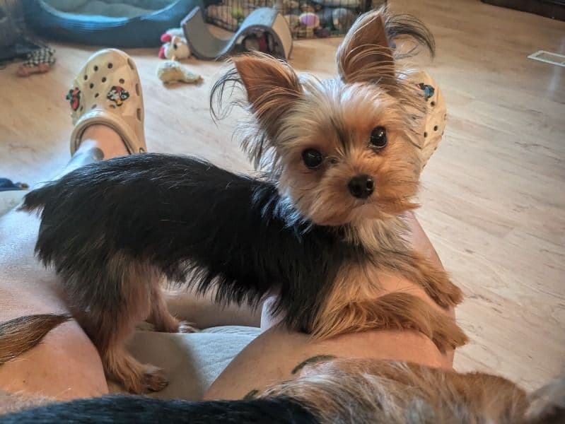 Teacup Yorkshire Terrier 2 years 4 months old male small named Bear for breeding in Lake County, Florida | Petmeetly